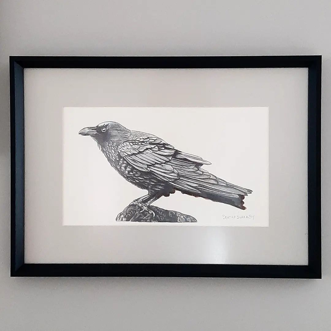 Raven 11