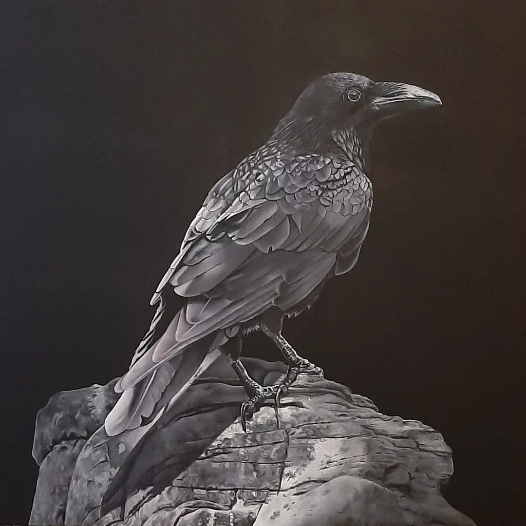 Raven 7