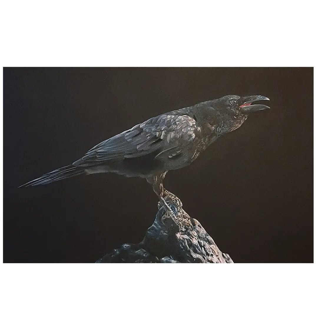 Raven 8